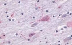 Melatonin R1A/MT1/MTNR1A Antibody, Novus Biologicals 50 &mu;g; Unconjugated:Antibodies,